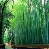 bamboo1